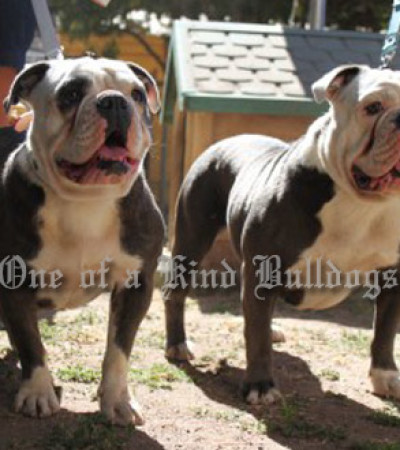 What is the difference between the Old English bulldog and the English bulldog?