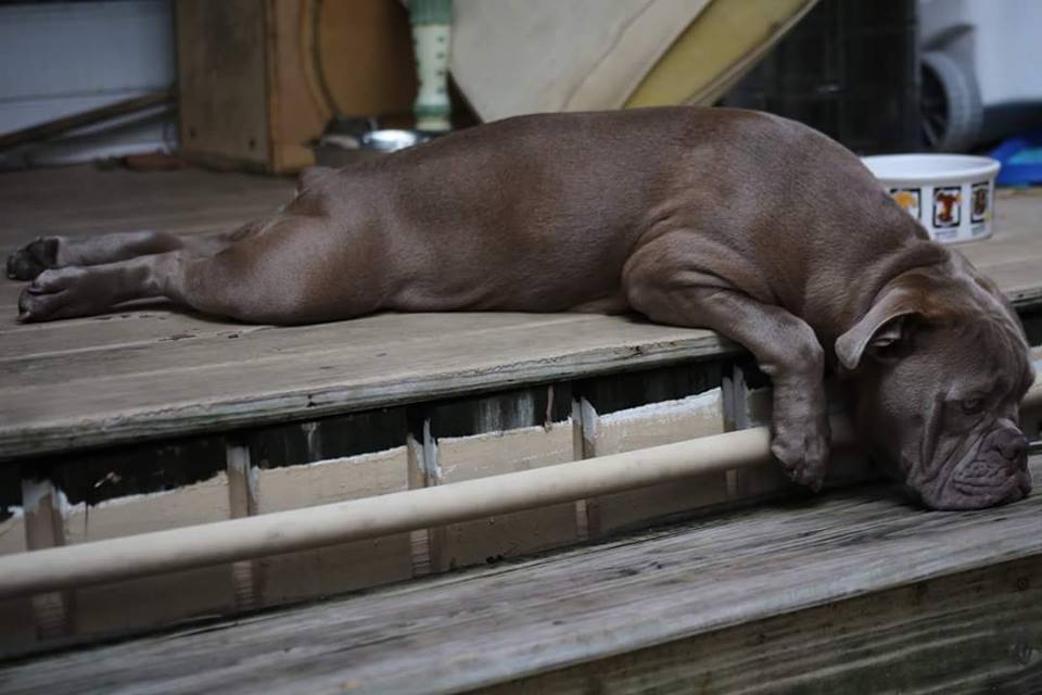 Olde English Bulldogges in Florida One Of A Kind Bulldogs
